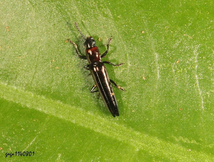 nY Tetraphala sp.