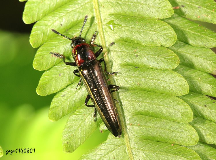 SnYTetraphala elongata 