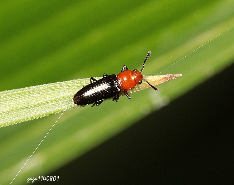 nY Languria sp.