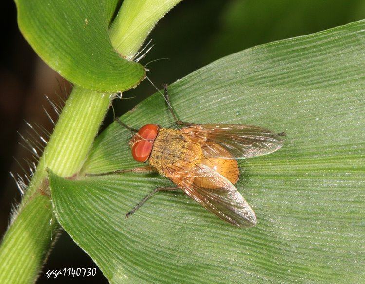 G Dexopollenia