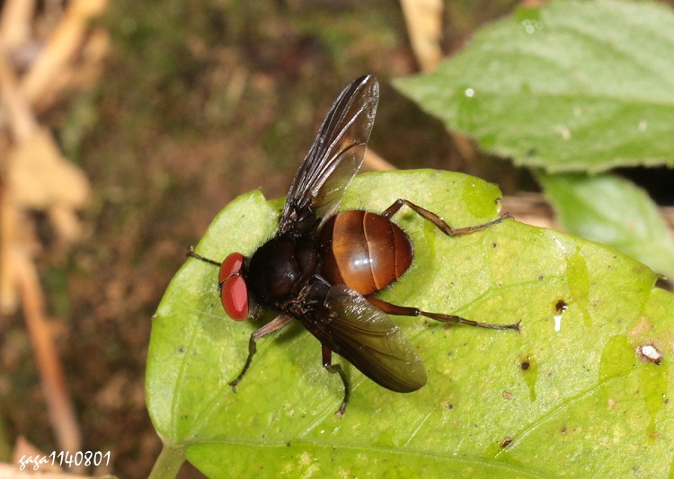 CHǨȬ Phasiinae