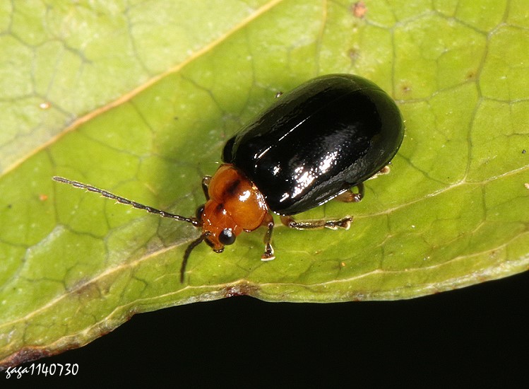 u Aulacophora sp.  
