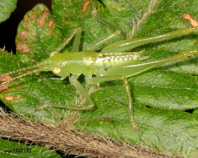 Cn Xiphidiopsis sp.