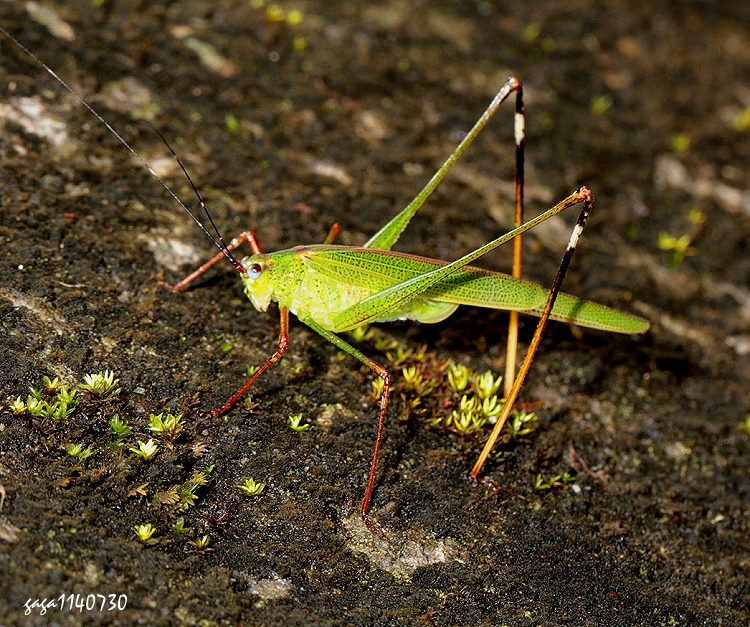 ¨Sn Phaneroptera nigroantennata