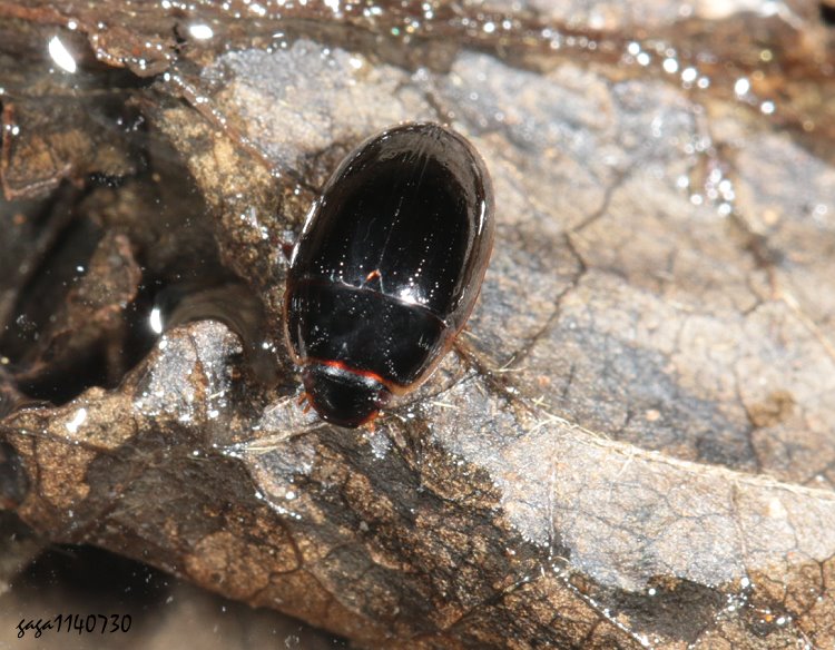  Agraphydrus  sp.