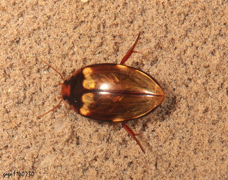 OWs Lacconectus formosanus
