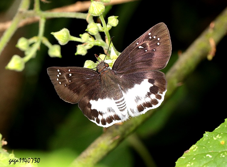 ոȧ˽ Tagiades cohaerens