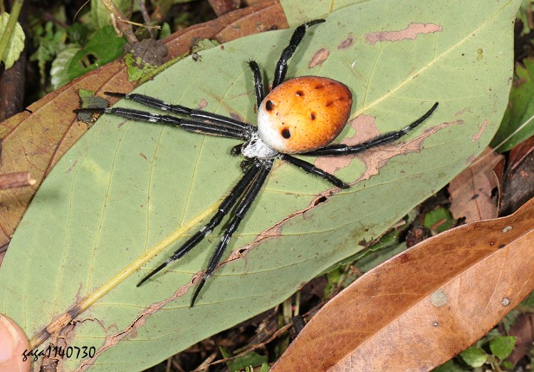  Cyrtophora cylindroides