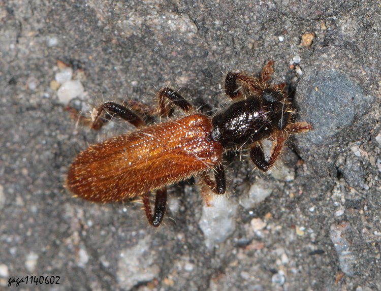 xW Opilo formosanus