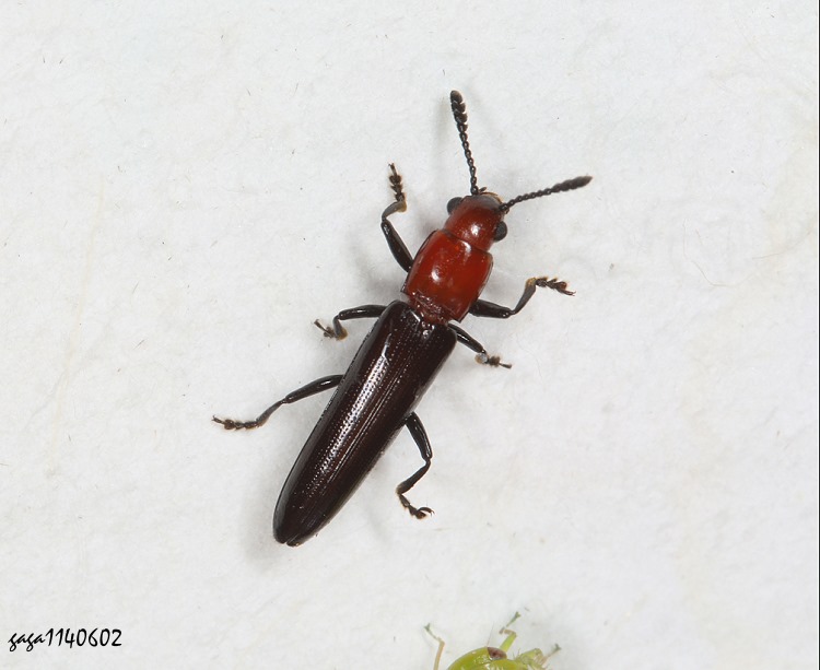 nY Languria sp.