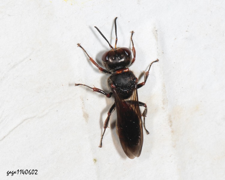 a Andrena  sp. 