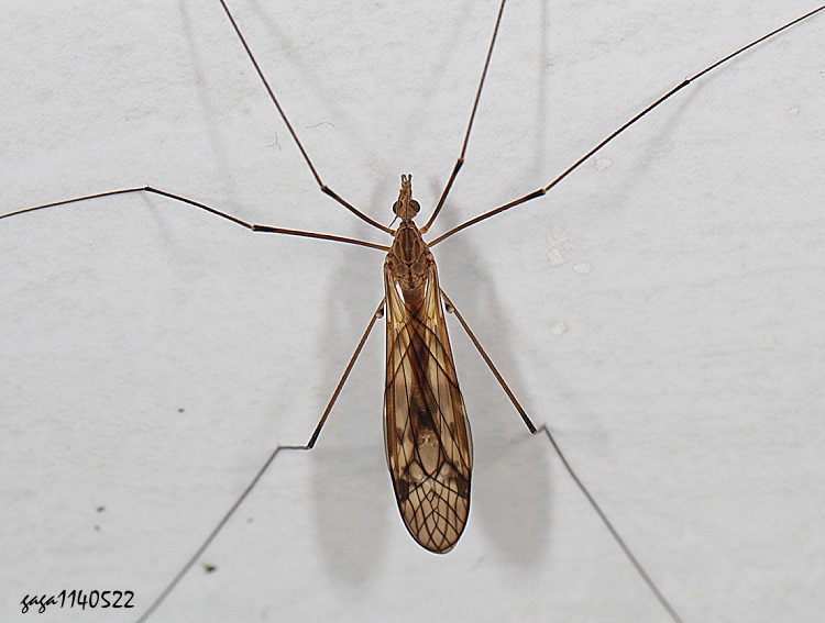 jA Tipula  sp. 