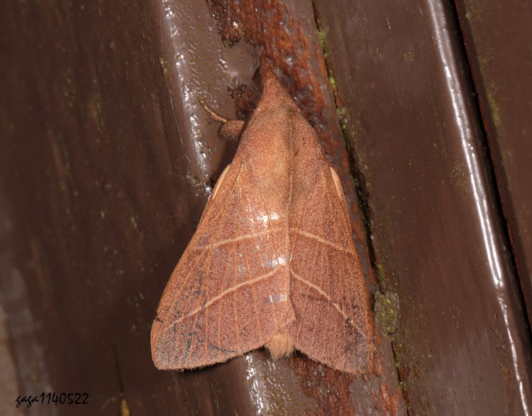 ͬ\ Syrastrena sumatrana obliquilinea 