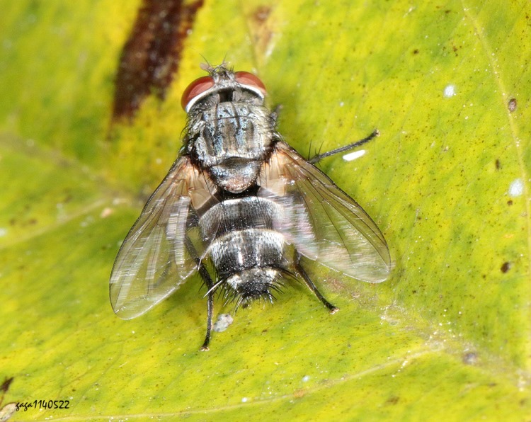 H Carcelia  sp. 