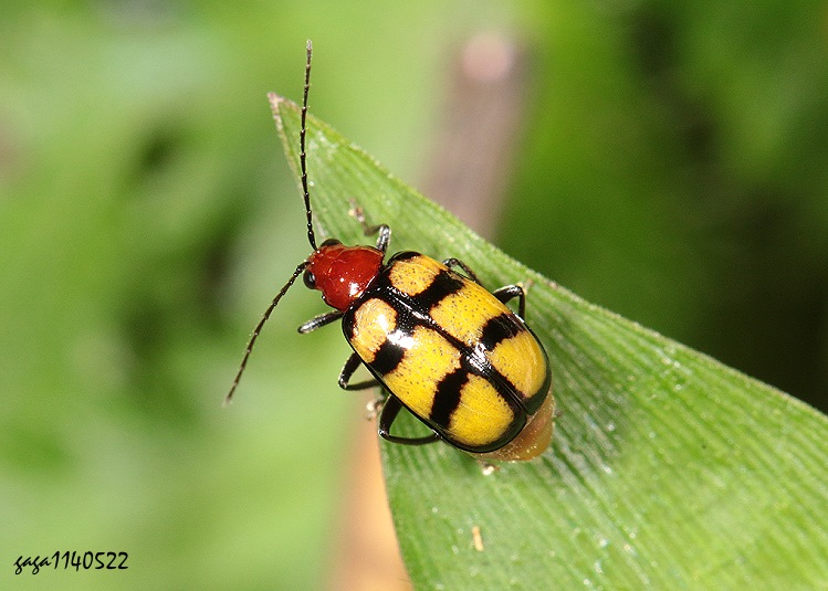 ܥWͿê Paleosepharia formosana 
