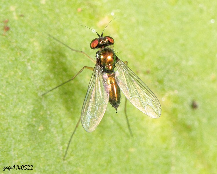 j Chrysosoma sp.