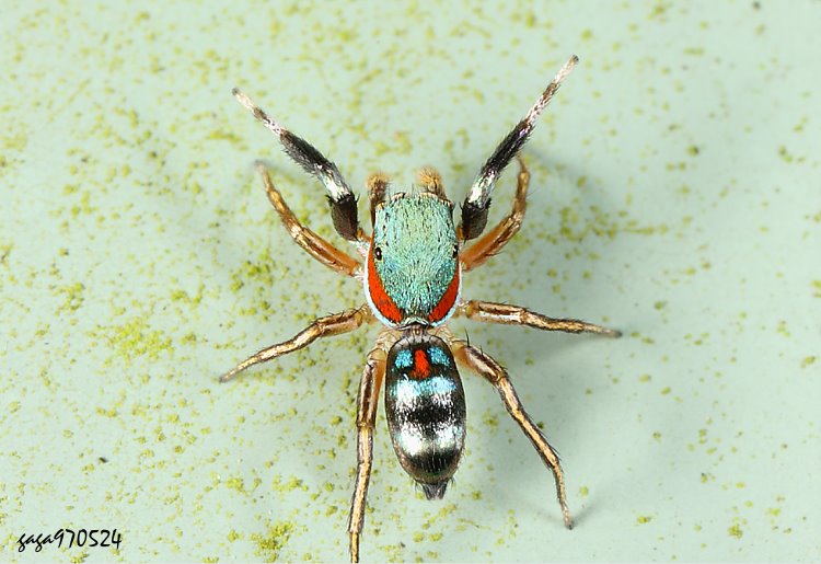 ɻA  Siler semiglaucus 