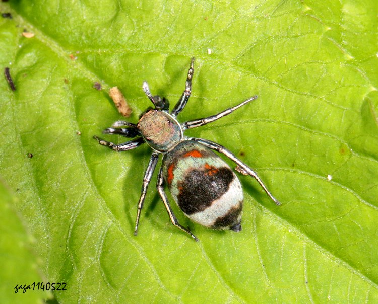 ŻA Siler cupreus 