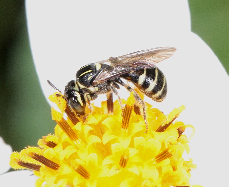 花蘆蜂屬 Ceratina  sp. 