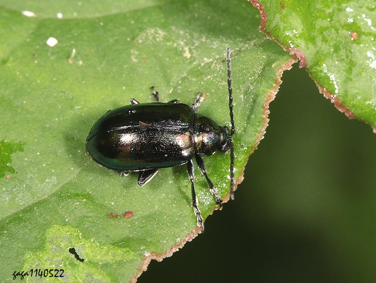 D Altica sp.
