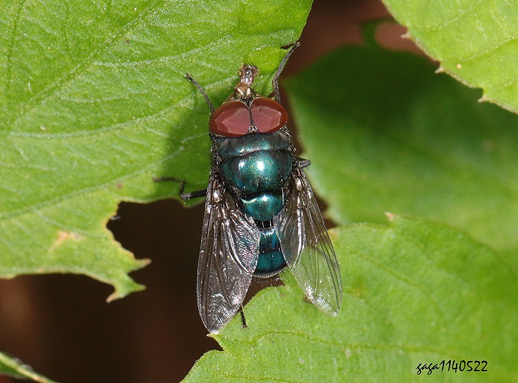  Lucilia porphyrina