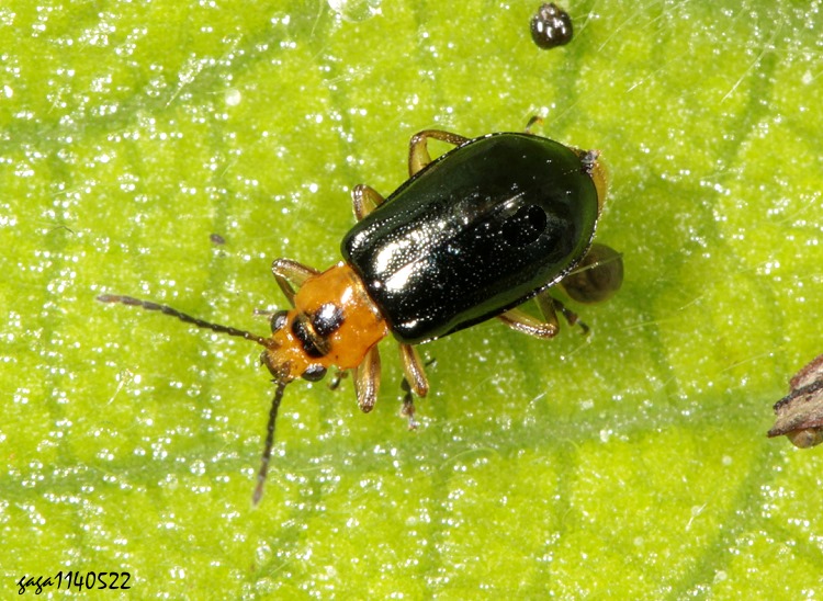 ߯u Paridea costata 