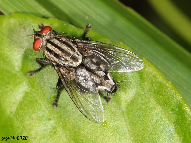  Sarcophaga  sp. 
