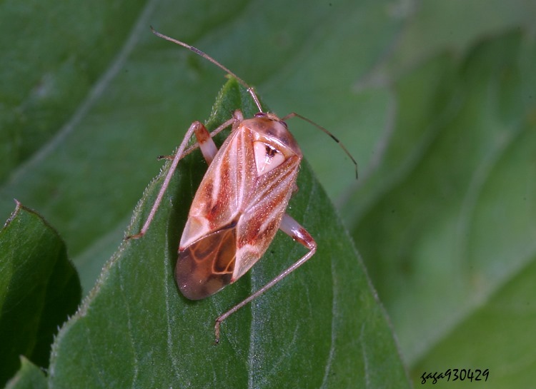 泰盲椿屬 Taylorilygus  sp.