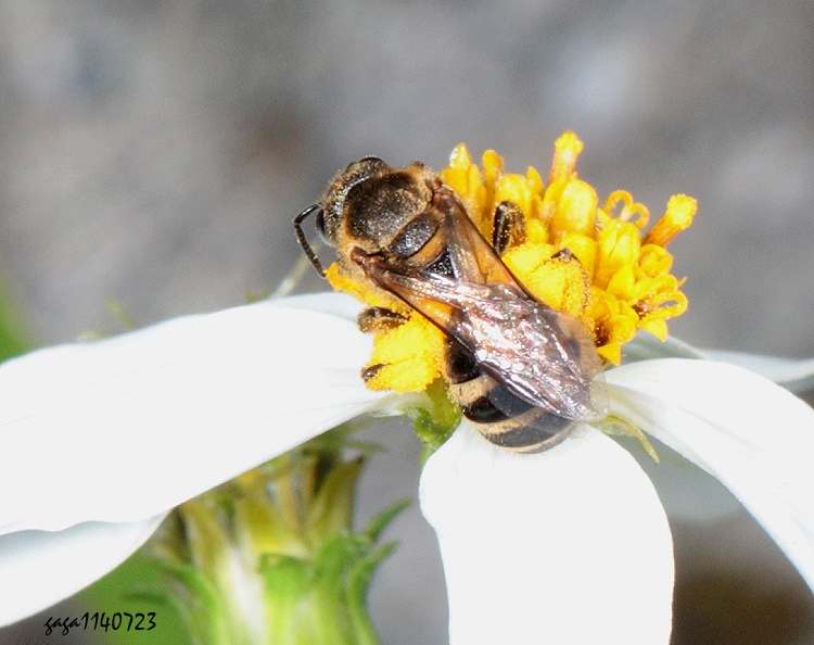 赤銅隧蜂 Halictus aeraria 