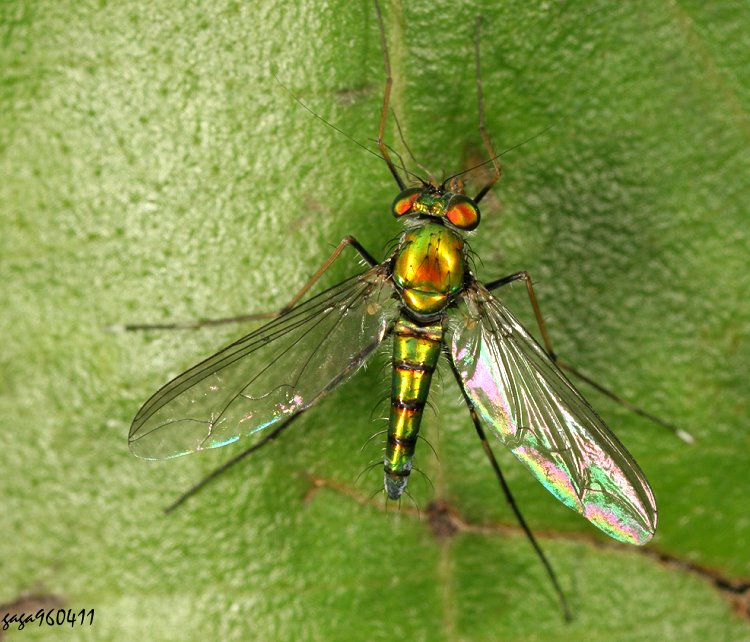 j Chrysosoma sp.
