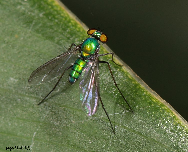 Fj Condylostylus sp.