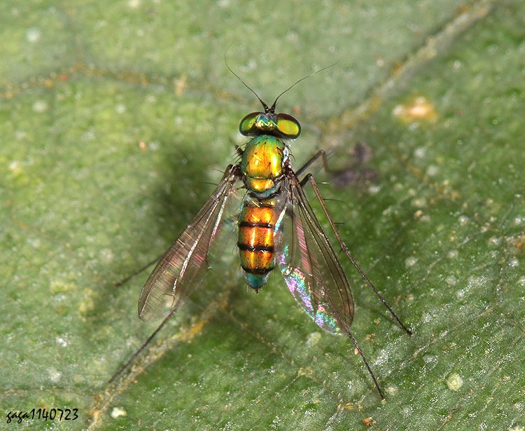 j Chrysosoma sp.