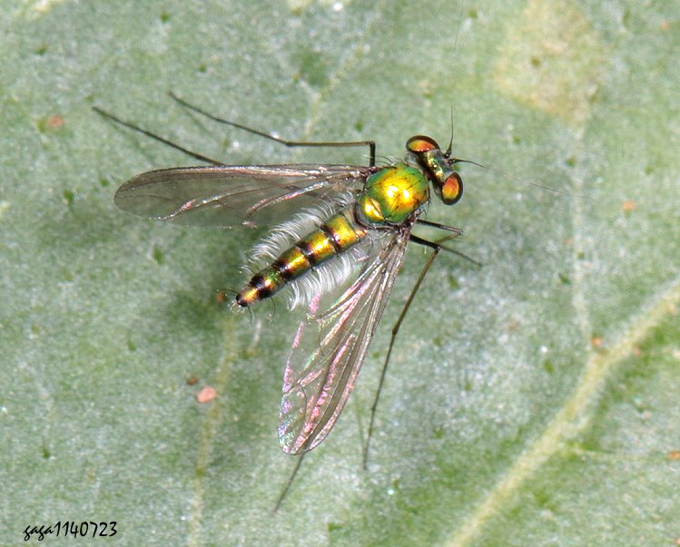 hj Chrysosoma floccosum