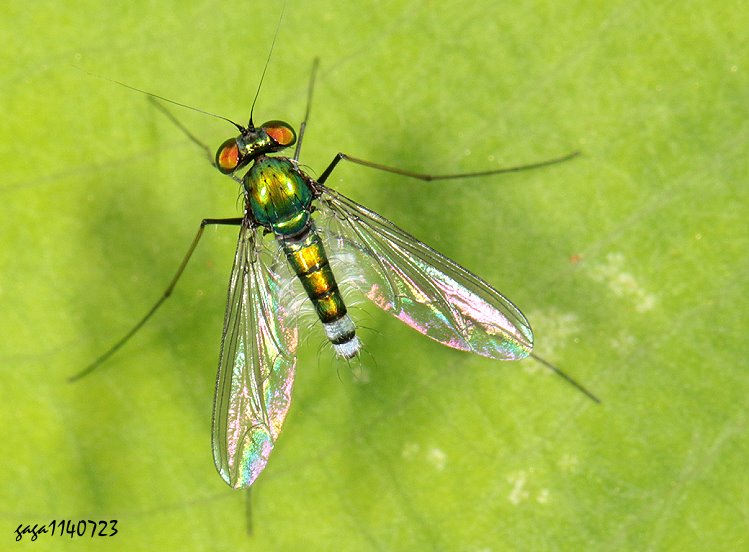 j Chrysosoma sp.