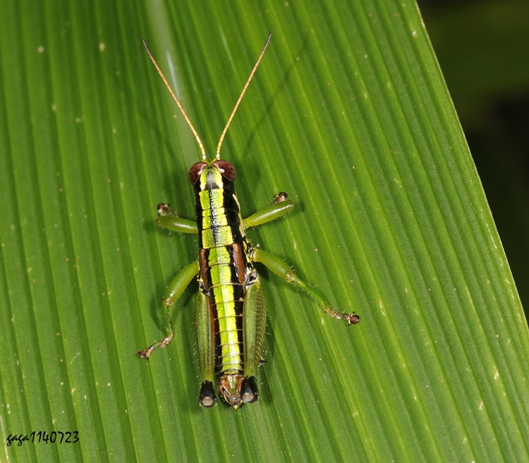 xWF Sinopodisma formosana