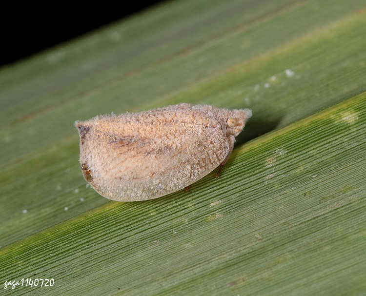 ۸ Mimophantia  sp.