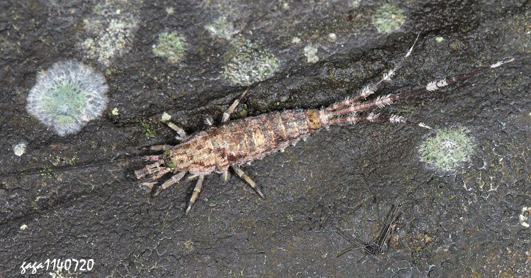 ׮ Pedetontus sp. 