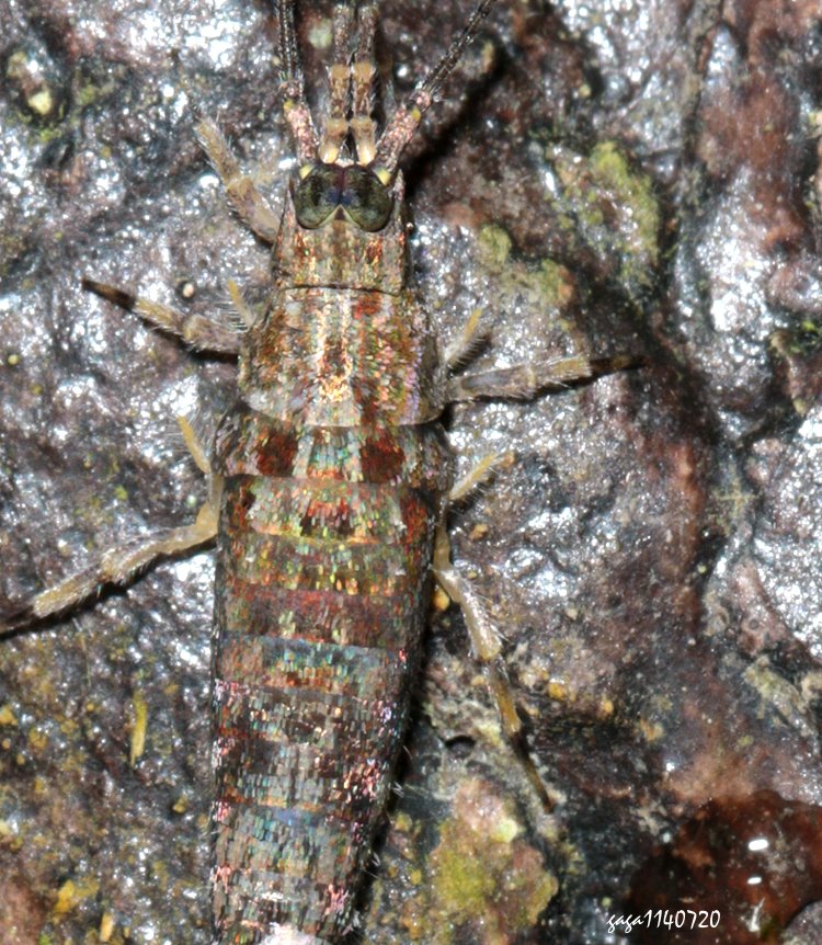 Pedetontus sp. 