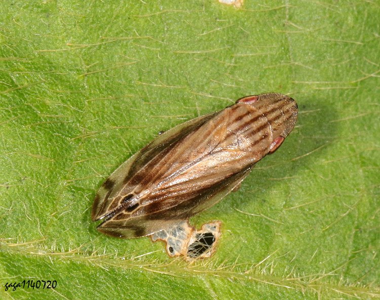 Yj Nagaclovia formosana