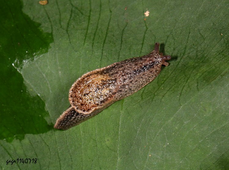 B鼈ҵ Parmarion martensi