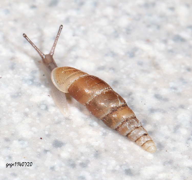 ¤pϺ޽ Euphaedusa sheridani