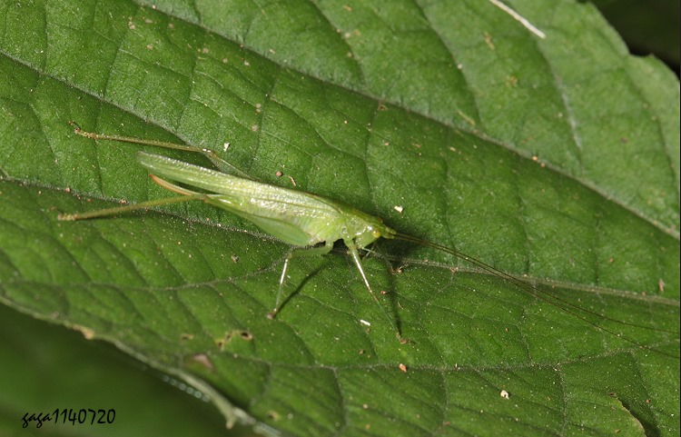 n Xizicus sp. 