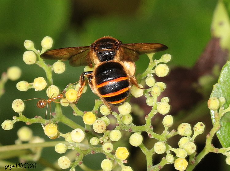 彩帶蜂屬 Nomia planiventris  