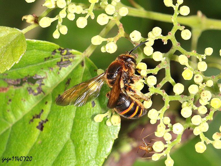 彩帶蜂屬 Nomia planiventris 