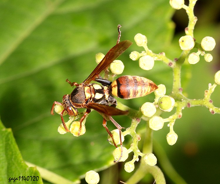 } Polistes takasagonus