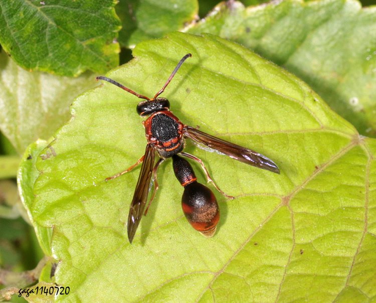 ťWI Eumenes labiatus labiatus