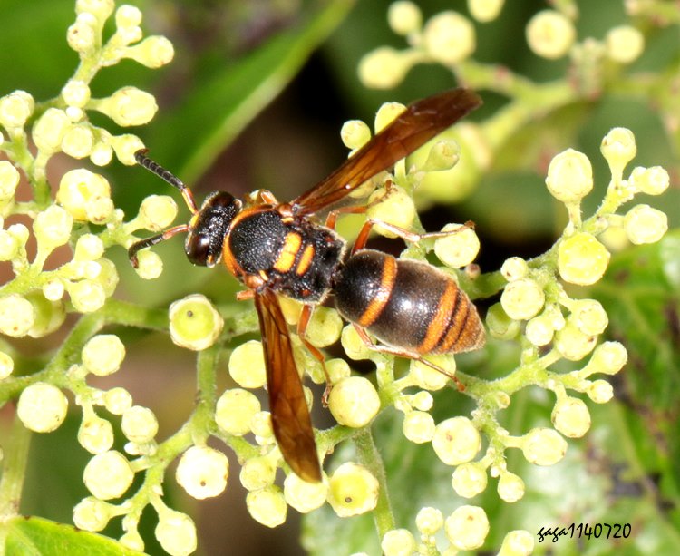 te Anterhynchium flavomarginatum formosicola