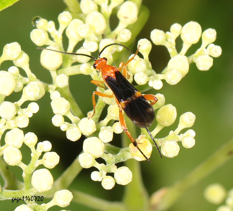 õ Aleiodes sp.