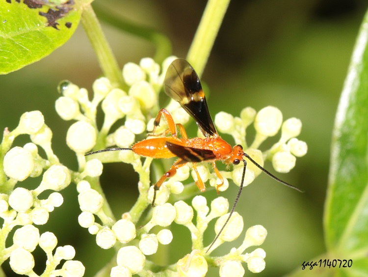 õ Aleiodes sp.