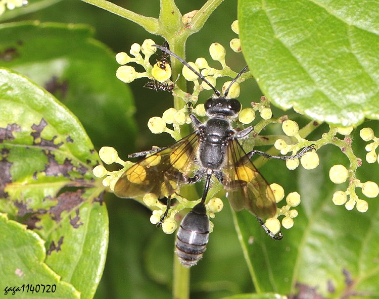 黑扁股泥蜂 Isodontia nigella